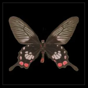 DynamicGradient_PreviewIn1