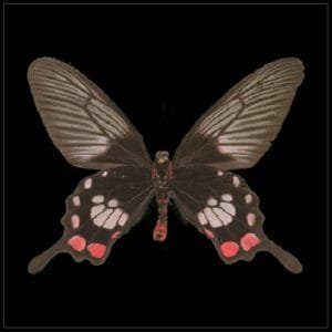 GrayscaleConversion Preview In