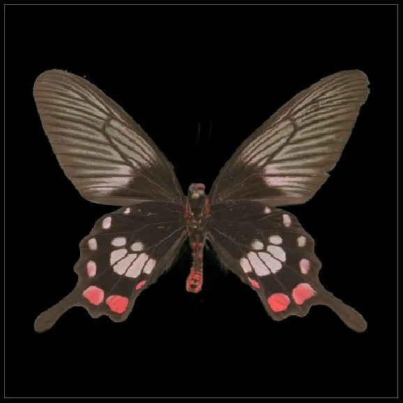 GrayscaleConversion Preview In