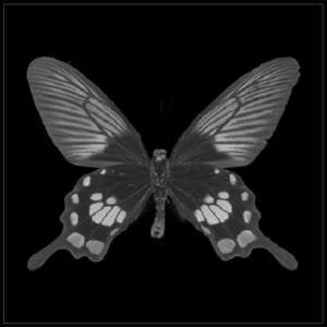 GrayscaleConversion_PreviewOut